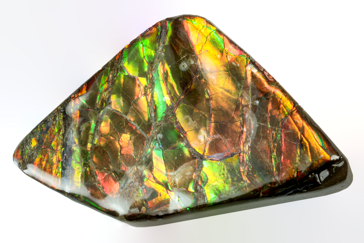 Iridescent Ammolite (Fossil Ammonite Shell) - Alberta #243019